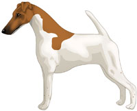 White & Tan Smooth Fox Terrier