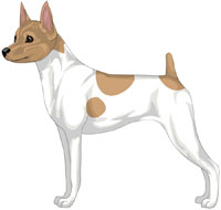 White & Tan Toy Fox Terrier