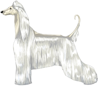 White Afghan Hound