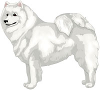 White American Eskimo Dog