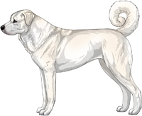 White Anatolian Shepherd