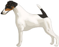 White Black & Tan Smooth Fox Terrier