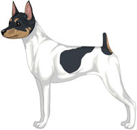 White Black & Tan Toy Fox Terrier