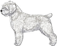 White w/Black Nose Spanish Water Dog