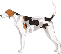 White Black and Tan American Foxhound