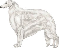 White Borzoi