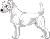 White Broken Coat Jack Russell Terrier