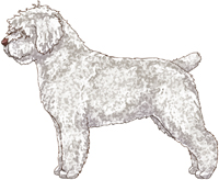 White w/Brown Nose Spanish Water Dog