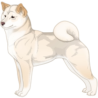 White/Cream Buff White Urajiro Shiba Inu