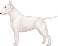 White Bull Terrier