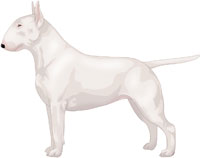 White Bull Terrier