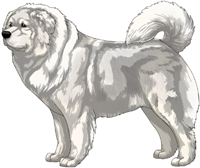 White Caucasian Mountain Dog