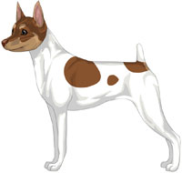 White, Chocolate & Tan Toy Fox Terrier