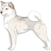 White/Cream Cream White Urajiro with White Shiba Inu