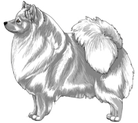 White German Spitz