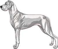 White Great Dane