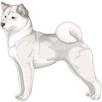 White/Cream Grey Cream Urajiro Shiba Inu