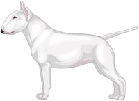 White Miniature Bull Terrier