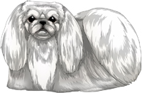 White Pekingese