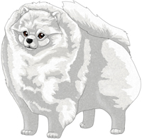 White  Pomeranian