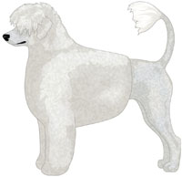 White Portuguese Water Dog