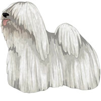 White Puli