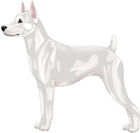 White Rat Terrier