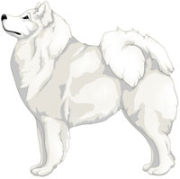 White Samoyed