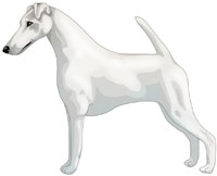 White Smooth Fox Terrier