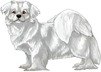 White Tibetan Spaniel