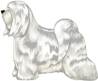 White Tibetan Terrier