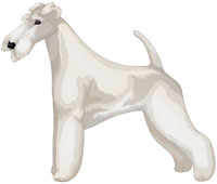 White Wire Fox Terrier
