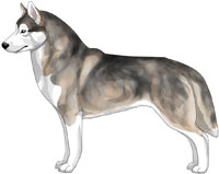 Wolf Grey and White Siberian Husky