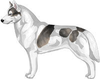 Wolf Grey Piebald Siberian Husky