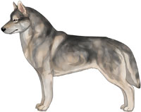 Wolf Grey Siberian Husky