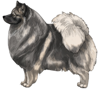 Wolf Sable German Spitz