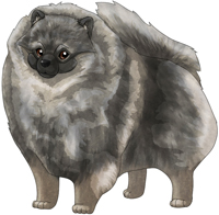 Wolf Sable  Pomeranian