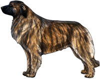 Yellow Brindle Estrela Mountain Dog