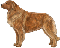 Yellow Estrela Mountain Dog