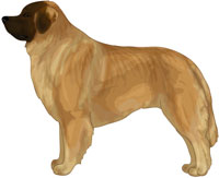 Yellow Leonberger