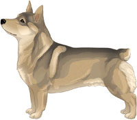 Yellow Sable Swedish Vallhund