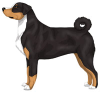 Black, Brown, and White Appenzeller Sennenhund