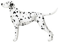 White & Black Dalmatian