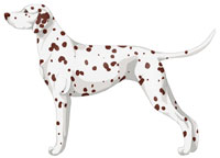 White & Liver Brown Dalmatian