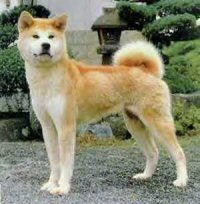 Akita