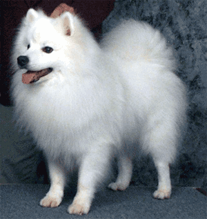 American Eskimo Dog