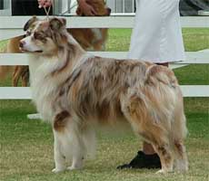 Australian Shepherd