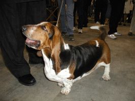 Basset Hound