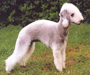 Bedlington Terrier