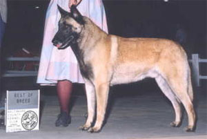 Belgian Malinois